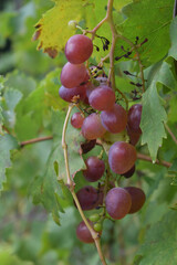 pink grapes growing on bushes