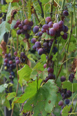 Bunch of purple grapes on a bush