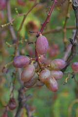 pink grapes growing on bushes