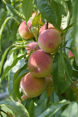 Ripe peaches on a branch with leaves.