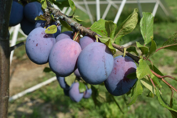 A lot of ripe plums on a branch with leaves in the garden.