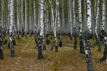 Foto op Plexiglas birch forest © Мария Ундзенкова