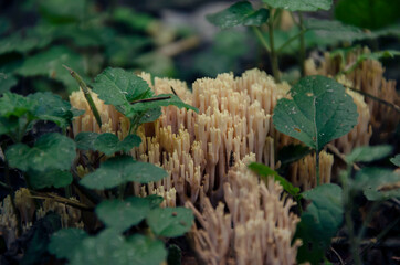 Ramaria stricta in the forest