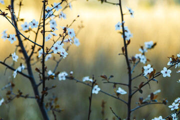branches of cherry tree with white blossoms on blurred background