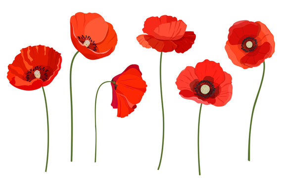 Set of beautiful red poppy flowers. Wildflowers on a white background. Vector illustration 