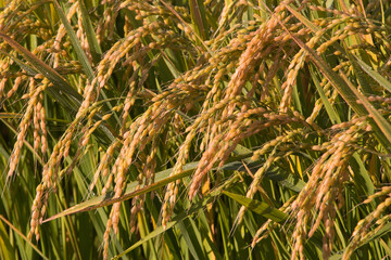 Ripe rice plants glow in the morning sunlight