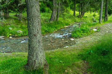 Fast river near forest in Bucegi mountains,  Romania