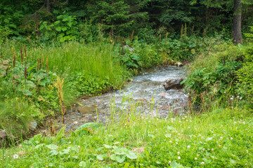 Obraz premium Fast river near forest in Bucegi mountains, Romania