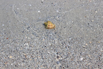The waves of the surf carried the shell to the sandy seashore