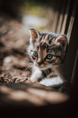 Cute cuckoo from a black and grey newborn cat who is exploring a new world and trying to see everything. The hard face of a blue-eyed devil. Detail of the cat's head. Innocence