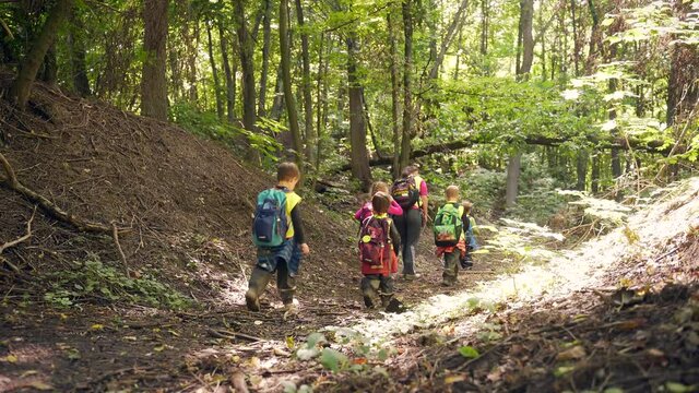 Following a group kids walking in forest little children go on a hike. Summer Camp wild kindergarten travel in wood mountains. Hiking small preschool trekking outdoor Travel camping on vacation school