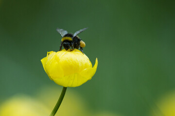 A large bumblebee trying to get into beautiful yellow Globeflower, Trollius europaeus. Shot on an...