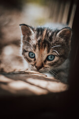 Cute cuckoo from a black and grey newborn cat who is exploring a new world and trying to see everything. The hard face of a blue-eyed devil. Detail of the cat's head. Innocence