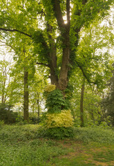 A chestnut tree in spring overgrown with colorful leaves in the form of a dress