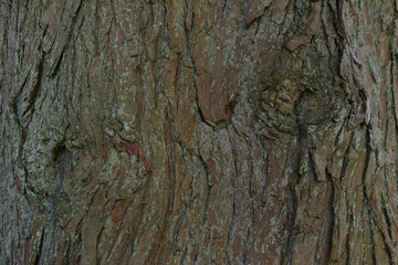 Wood texture - Taxodium distichum. Close-up, detail