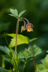 A lonely blooming Water avens, Geum rivale on an Estonian flooded meadow. 