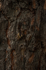 Obraz premium a bark of old pine tree texture, background