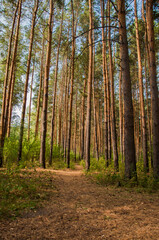 spruce forest, pinery, pine forest, Pine Tree, Fairy Forest, untouched spruce forest