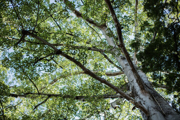 Fototapeta na wymiar Big trees and blue sky using for a background. 