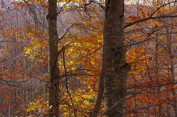 Autumn colors in the forests of Abruzzo Italy
