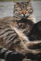 Newborn cats try to satisfy their thirst and drink milk from their mother. Kittens jockeying for position with the milk. Innocence, vulnerability and cuteness