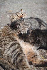 Newborn cats try to satisfy their thirst and drink milk from their mother. Kittens jockeying for position with the milk. Innocence, vulnerability and cuteness