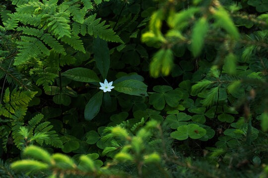Beautiful Northern plant Chickweed-wintergreen, Trientalis europaea blooming in an Estonian boreal forest. 