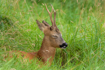 deer in the grass