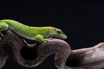green Chameleon Lizard sitting in flower branch 