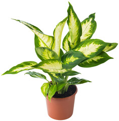 Rubber Fig Houseplant Dieffenbachia Amoena Dracaena Fragrans isolated in the flowerpot on a white...