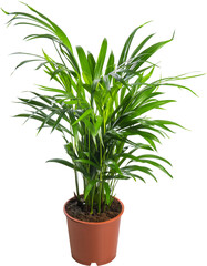 Potted plant. Areca palm. Dypsis lutescens  isolated in the flowerpot on a white background. House plant. Home indoor plant