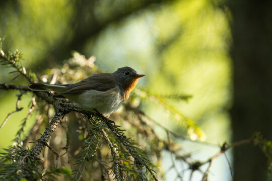 Curious Red-breasted flycatcher, Ficedula parva in a summery forest in Estonian nature. 
