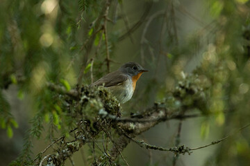 Close-up of an adult male Red-breasted flycatcher, Ficedula parva in an old-growth boreal forest in Estonia, Northern Europe. 
