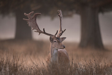 Fallow deer buck
