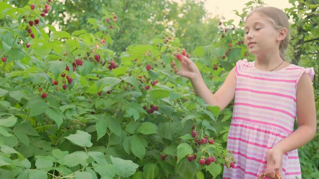 little girl collects raspberries in the basket