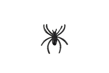 Toy plastic black spider, isolated on white background