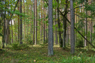 Coniferous tree stand of Bialowieza Forest in autumn