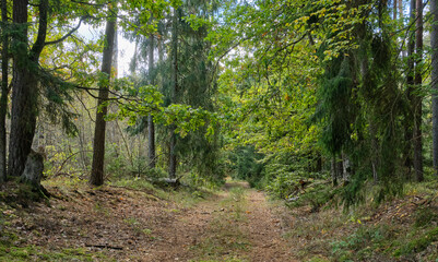 Deciduous stand with hornbeams and oaks