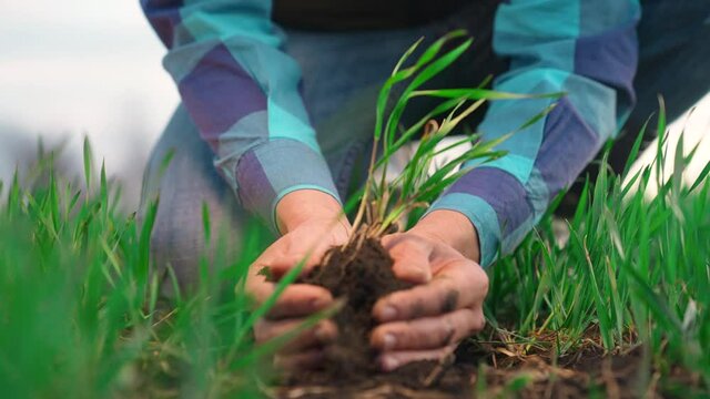 agriculture. farmer hand a holding wheat sprout. business plant agriculture concept. arable soil in the hand of a grow male farmer. ecological agriculture business organic project concept