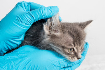 The veterinarian examines the kitten's ear. Ear parasites, otitis, diseases in animals and cats
