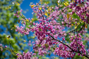 Close-up of purple spring blossom of Eastern Redbud, or Eastern Redbud Cercis canadensis in sunny day. Selective focus. Nature concept for design.