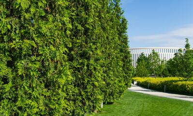 Rows of trimmed Thuja plicata (Western red cedar) shaped in the form of cypress in city park Krasnodar or landscape Galitsky park in sunny spring 2021. Nature concept background with copy space