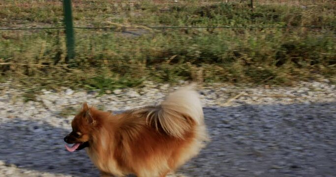 Cream colored deutscher spitz running on summer walk. Running red haired pomeranian spitz at summer street.