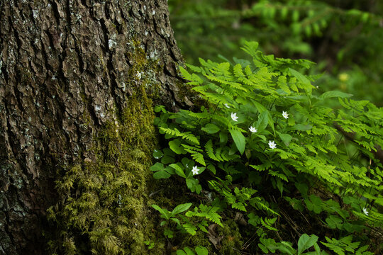 Beautiful Northern plant Chickweed-wintergreen, Trientalis europaea blooming in an Estonian boreal forest. 