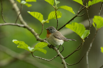 Curious Red-breasted flycatcher, Ficedula parva in a summery forest in Estonian nature. 