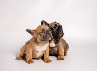 Two small puppies of french bulldog on white background. Horizontal photoshoot. 