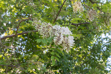 Hanging bloom of a black locust tree, robinia pseudoacacia