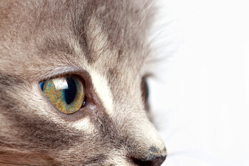 Cat look. A small kitten looks to the side at the place for text on a white background close-up.