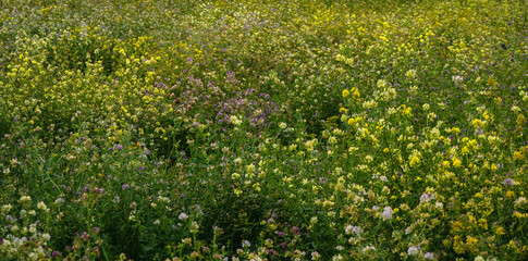 Texture with wild flowersat the field in summer evening.