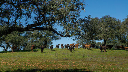 Spanish fighting bull in the pastures near to oak trees of dehesa Andalusia